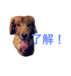 ココアとトラヴィス（個別スタンプ：14）
