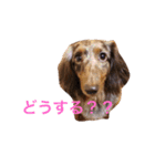 ココアとトラヴィス（個別スタンプ：15）