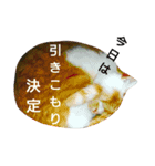 ねこの小言～ず（個別スタンプ：1）