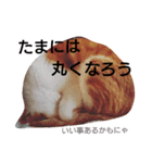 ねこの小言～ず（個別スタンプ：3）