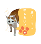 ねこの小言～ず（個別スタンプ：4）