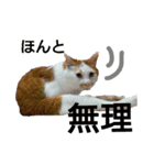 ねこの小言～ず（個別スタンプ：9）