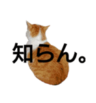 ねこの小言～ず（個別スタンプ：13）