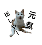 ねこの小言～ず（個別スタンプ：15）