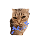 ねこねこニャンズ（個別スタンプ：1）
