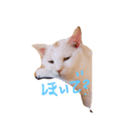 ねこねこニャンズ（個別スタンプ：2）