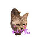 ねこねこニャンズ（個別スタンプ：3）