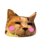 ねこねこニャンズ（個別スタンプ：4）