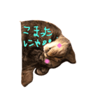 ねこねこニャンズ（個別スタンプ：5）