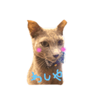 ねこねこニャンズ（個別スタンプ：6）