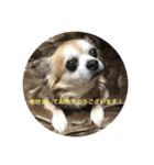 おじいちゃん犬（個別スタンプ：1）