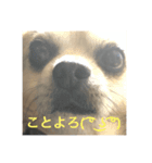 おじいちゃん犬（個別スタンプ：2）