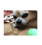 おじいちゃん犬（個別スタンプ：3）