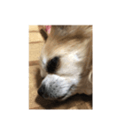 おじいちゃん犬（個別スタンプ：4）