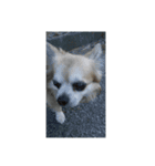 おじいちゃん犬（個別スタンプ：6）