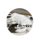 うさぎスタンプもこちゃん（個別スタンプ：2）