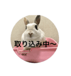うさぎスタンプもこちゃん（個別スタンプ：3）