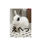 うさぎスタンプもこちゃん（個別スタンプ：4）