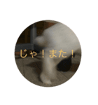 うさぎスタンプもこちゃん（個別スタンプ：5）