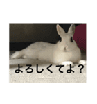 うさぎスタンプもこちゃん（個別スタンプ：6）