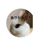 うさぎスタンプもこちゃん（個別スタンプ：7）