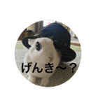 うさぎスタンプもこちゃん（個別スタンプ：8）