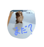 ダックス気分（個別スタンプ：4）