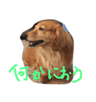 ダックス気分（個別スタンプ：7）