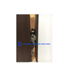 ミニチュアシュナウザーのカイザー（個別スタンプ：5）