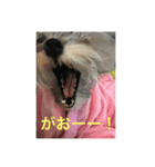 ミニチュアシュナウザーのカイザー（個別スタンプ：16）