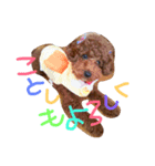 dog the HAPPY（個別スタンプ：1）