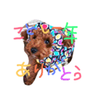 dog the HAPPY（個別スタンプ：2）