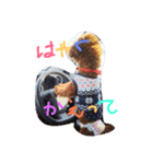 dog the HAPPY（個別スタンプ：5）