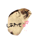 ココの日常＊ネコ＊（個別スタンプ：6）