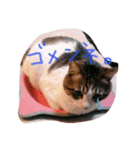 ココの日常＊ネコ＊（個別スタンプ：7）