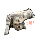 猫のみゅう（個別スタンプ：1）