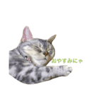 猫のみゅう（個別スタンプ：3）