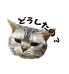 猫のみゅう（個別スタンプ：4）