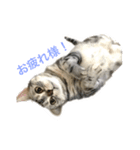 猫のみゅう（個別スタンプ：5）
