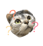 猫のみゅう（個別スタンプ：7）