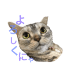 猫のみゅう（個別スタンプ：8）