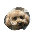 i_am dog.（個別スタンプ：1）