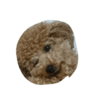 i_am dog.（個別スタンプ：3）