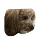 i_am dog.（個別スタンプ：7）