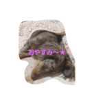 癒しのライム（個別スタンプ：4）