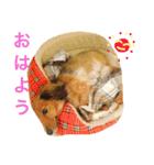 ロン子さんの1日（個別スタンプ：12）