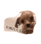 Elle3（個別スタンプ：3）