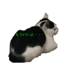 ねこのchobi（個別スタンプ：2）