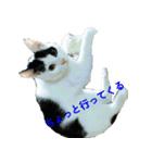 ねこのchobi（個別スタンプ：3）