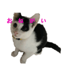 ねこのchobi（個別スタンプ：4）